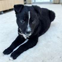 adopt-pet