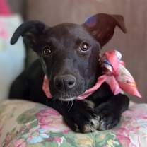 Thumbnail photo of Coral #3