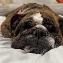 Thumbnail photo of Fudge #1