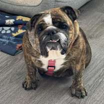 Thumbnail photo of Fudge #2