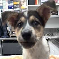 Thumbnail photo of 161186 Jinx #3