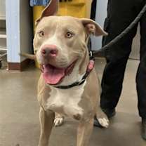 adopt-pet