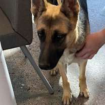 adopt-pet