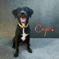 adopt-pet