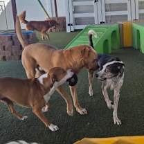 Thumbnail photo of Ash - in foster! Adopt $50! #4