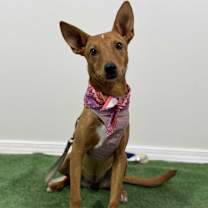 Thumbnail photo of Miley #1