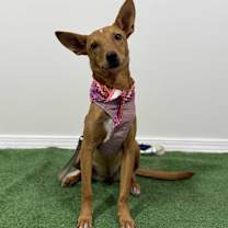 Thumbnail photo of Miley #2