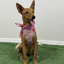 Thumbnail photo of Miley #3