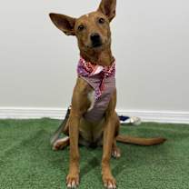 Thumbnail photo of Miley #4