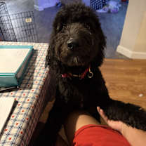 Thumbnail photo of Luna #1