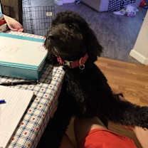 Thumbnail photo of Luna #2