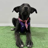 Thumbnail photo of Rella #2