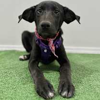 Thumbnail photo of Rella #3