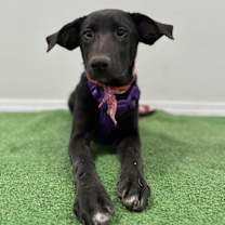 Thumbnail photo of Rella #4