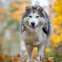 Thumbnail photo of JERICHO #4