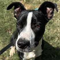 Thumbnail photo of Haruo KA #1