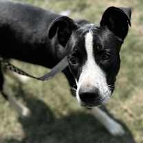 Thumbnail photo of Haruo KA #3