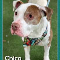 Thumbnail photo of CHICO #1