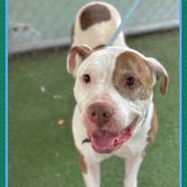 Thumbnail photo of CHICO #2