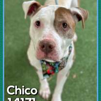 Thumbnail photo of CHICO #3