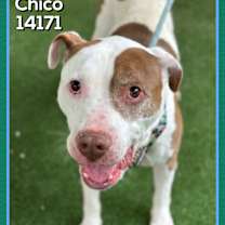 Thumbnail photo of CHICO #4