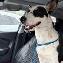 Thumbnail photo of Missy #2