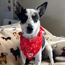 Thumbnail photo of Missy #3