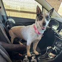 Thumbnail photo of Missy #4