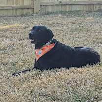 Thumbnail photo of Holly #1