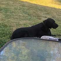 Thumbnail photo of Holly #2