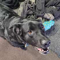 Thumbnail photo of Holly #3