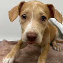 adopt-pet