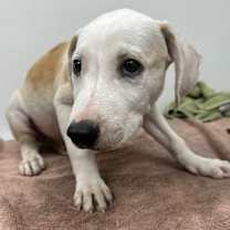 adopt-pet