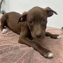 adopt-pet
