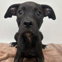 adopt-pet
