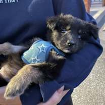 adopt-pet