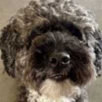 adopt-pet