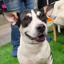 Thumbnail photo of Lola JuM #1