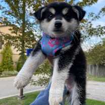 adopt-pet