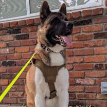 Thumbnail photo of Akira #1