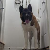 Thumbnail photo of Akira #3