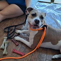 Thumbnail photo of Honey 2 #1