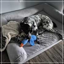 adopt-pet