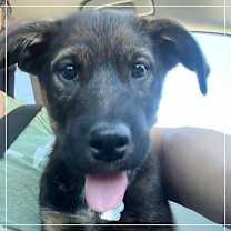 adopt-pet