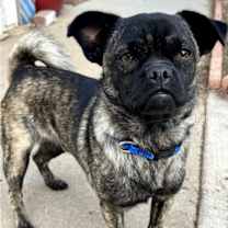 Thumbnail photo of Gizmo #2