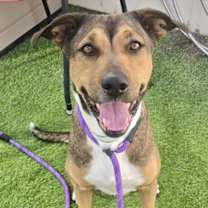 adopt-pet