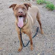 adopt-pet