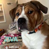 Thumbnail photo of Ziva #1