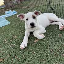 Thumbnail photo of Kingpin #2