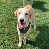 adopt-pet